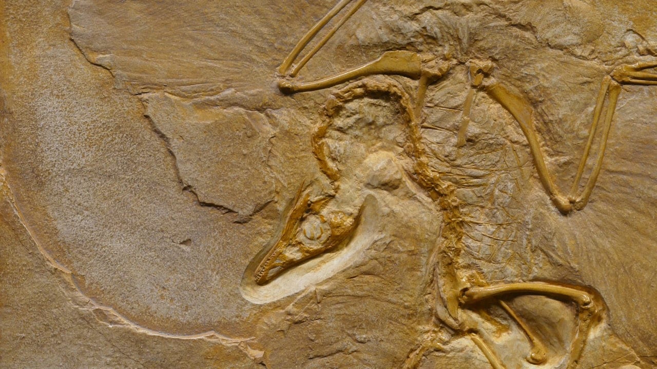 What Is the Best Definition of Fossil Range? DUSK Digital